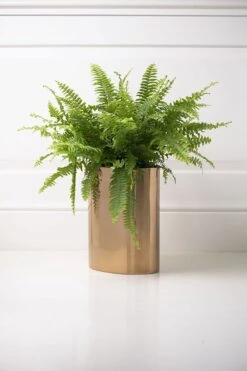 Oval Bin/Planter - Brass