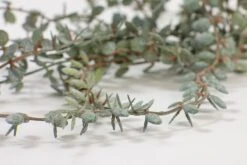 Artificial Eucalyptus Vine 7 Artificial Eucalyptus Vine -Furniture Sale Store nif13 detail web