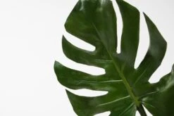 Artificial Large Cheese Plant Leaf 7 Artificial Large Cheese Plant Leaf -Furniture Sale Store nif16 detail web