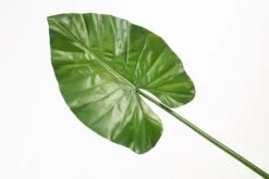 Artificial Large Elephants Ear Leaf 7 Artificial Large Elephants Ear Leaf -Furniture Sale Store nif17 detail web
