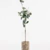 Artificial Large Eucalyptus Stem 2 Artificial Large Eucalyptus Stem -Furniture Sale Store nif20 web