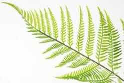 Large Artificial Fern Plant -Furniture Sale Store nif3 detail web